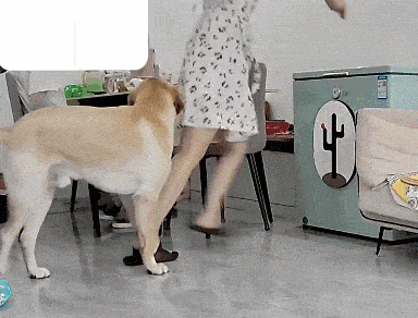 被80斤的大狗踩一脚是什么体验?主人:很快就没逝的啦~_jio_狗狗_鞋子