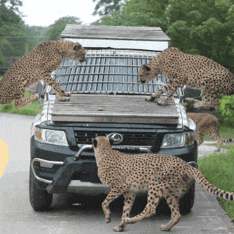 快来打卡上海野生动物园啦!熊孩子们正等着你们呢!_表演_老虎_狮子