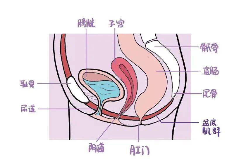 关于女性正常下体的信息 关于女性正常下体的信息 女性