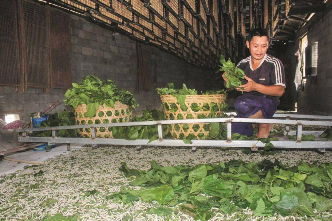 宜州区残联为残疾人户安装自动轨道喂蚕机和自动升降上蔟机,助力残疾