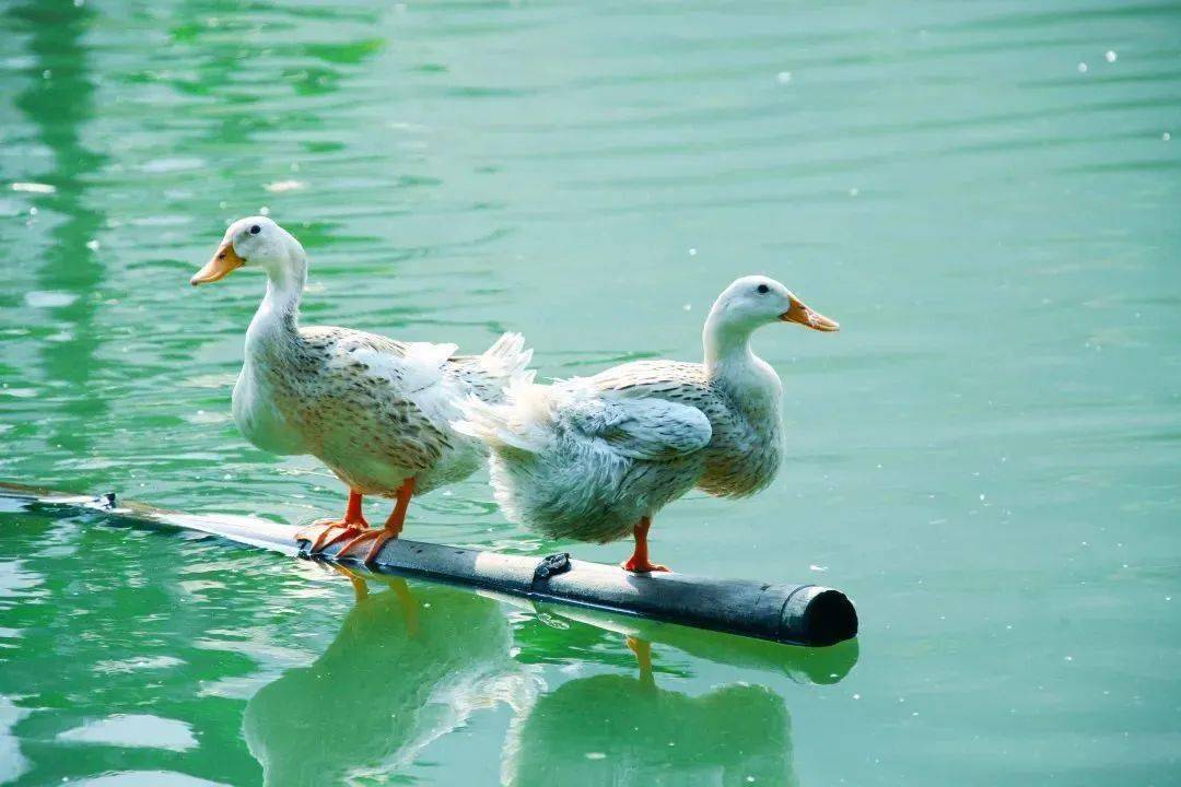 明仕珍珠鸭 | 七月十四的主菜_广西_鸭子_美味