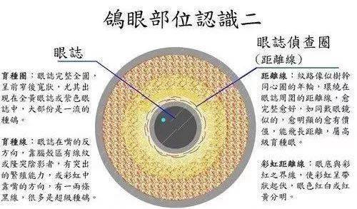 信鸽眼志图解图片