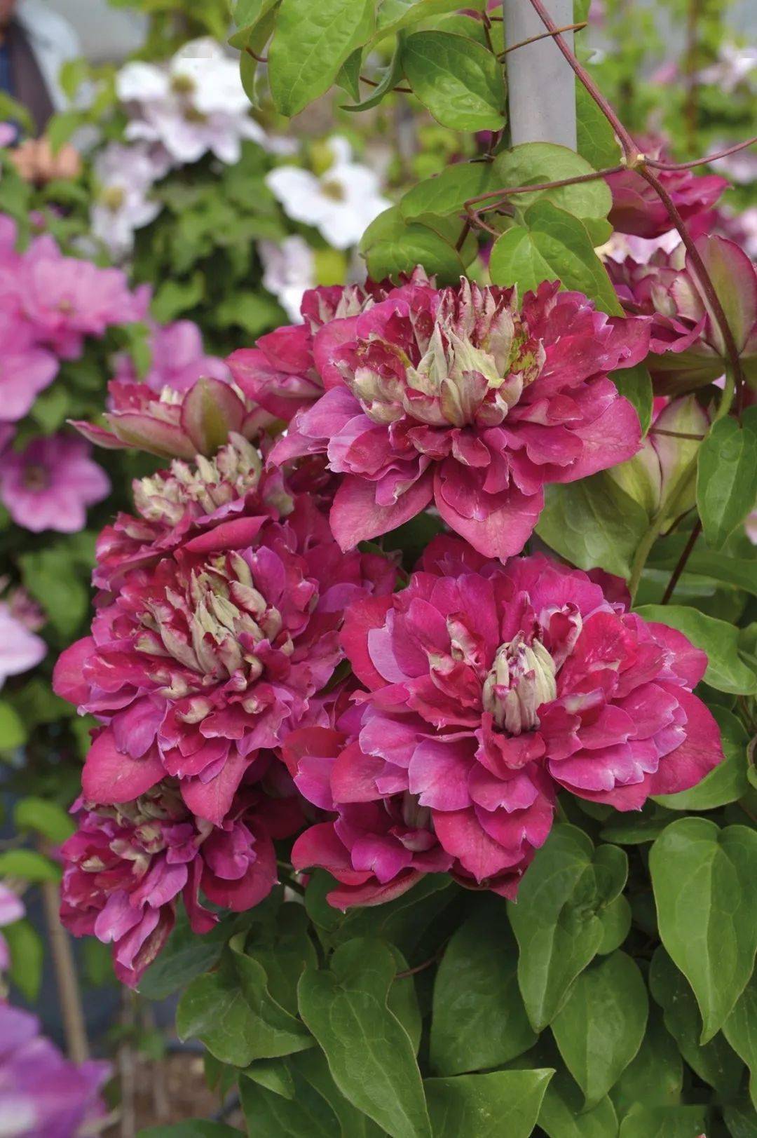 2023年波兰新品种,红色系重瓣铁线莲,小花瓣偏圆,花瓣数量非常多,可达