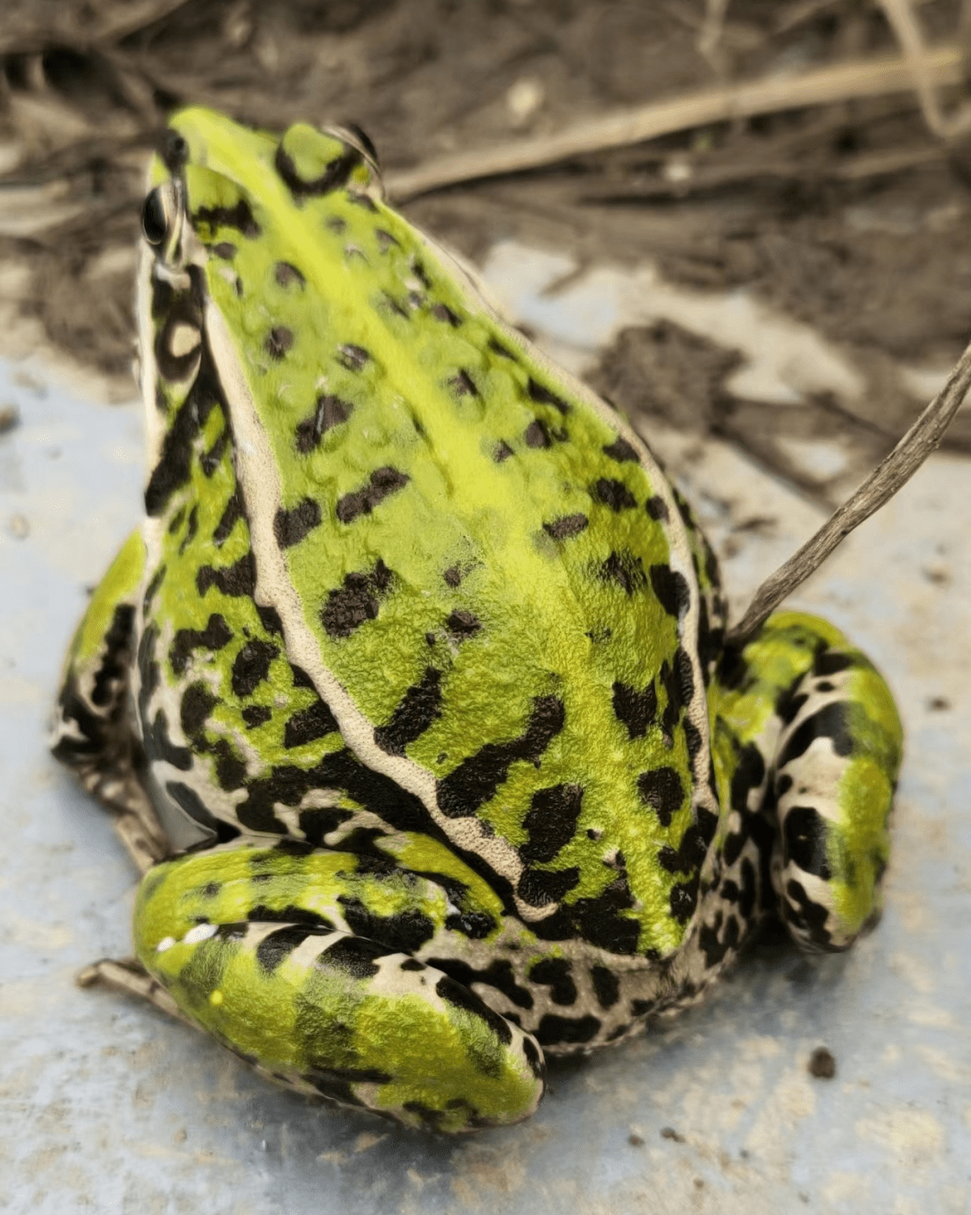 黑斑蛙歪头,白内障如何治疗?_养殖_疾病_消毒