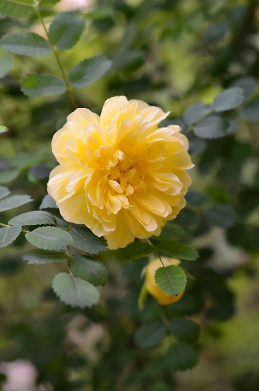 黄玫瑰很温馨,养好黄玫瑰,要做好这几点_黄刺玫_植物_盆栽