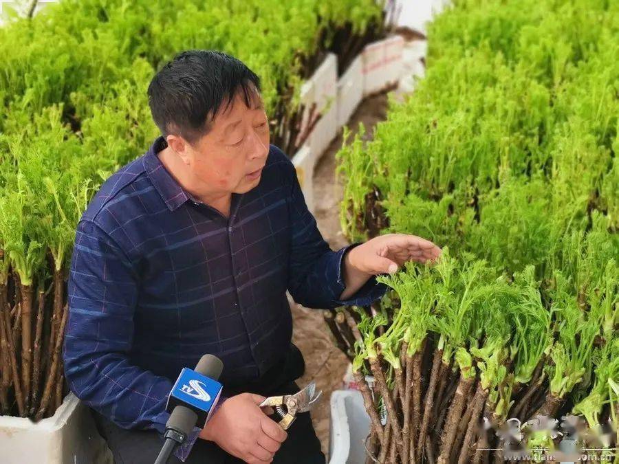 走进甘肃省定西市漳县殪虎桥镇沙沟台村车厂社,栽植的成片乌龙头正