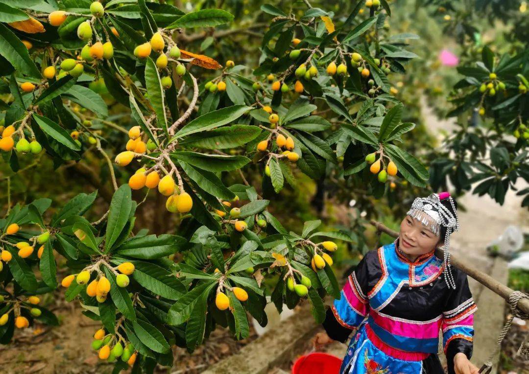 增城畲族风情村门票图片