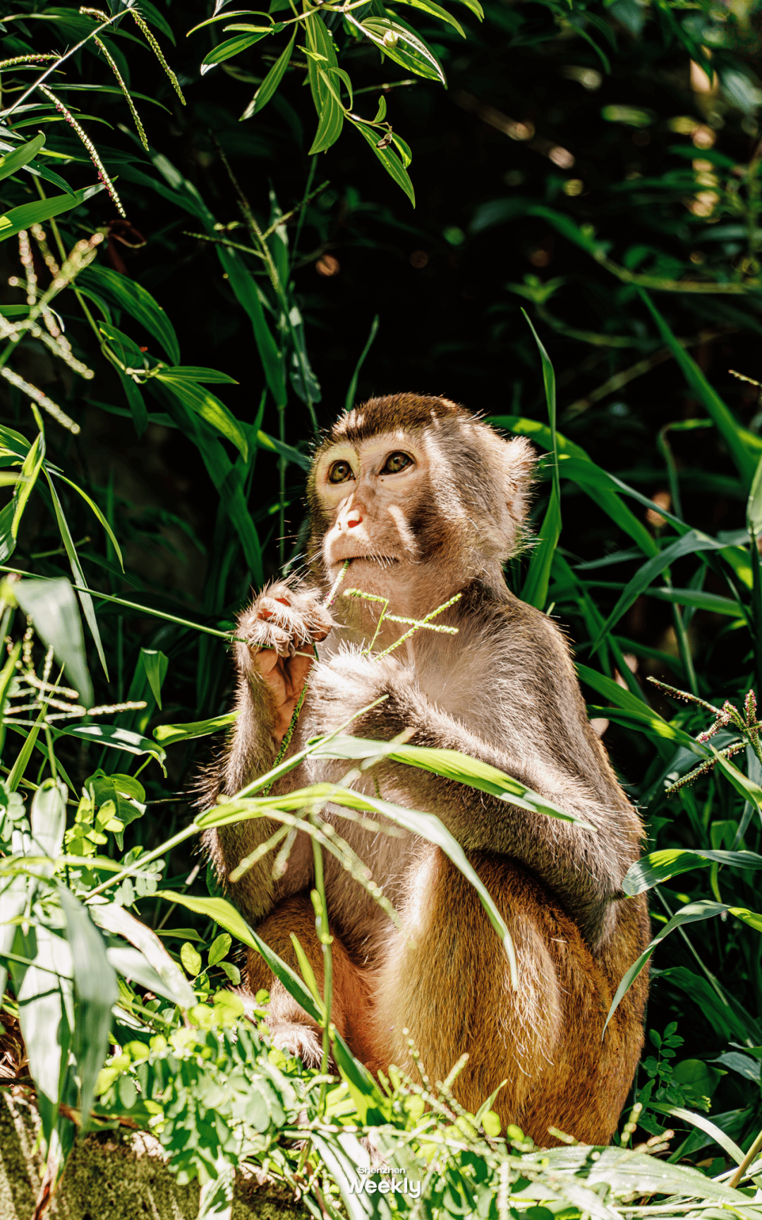真羡慕,住在塘朗的人_公园_深圳_猴子