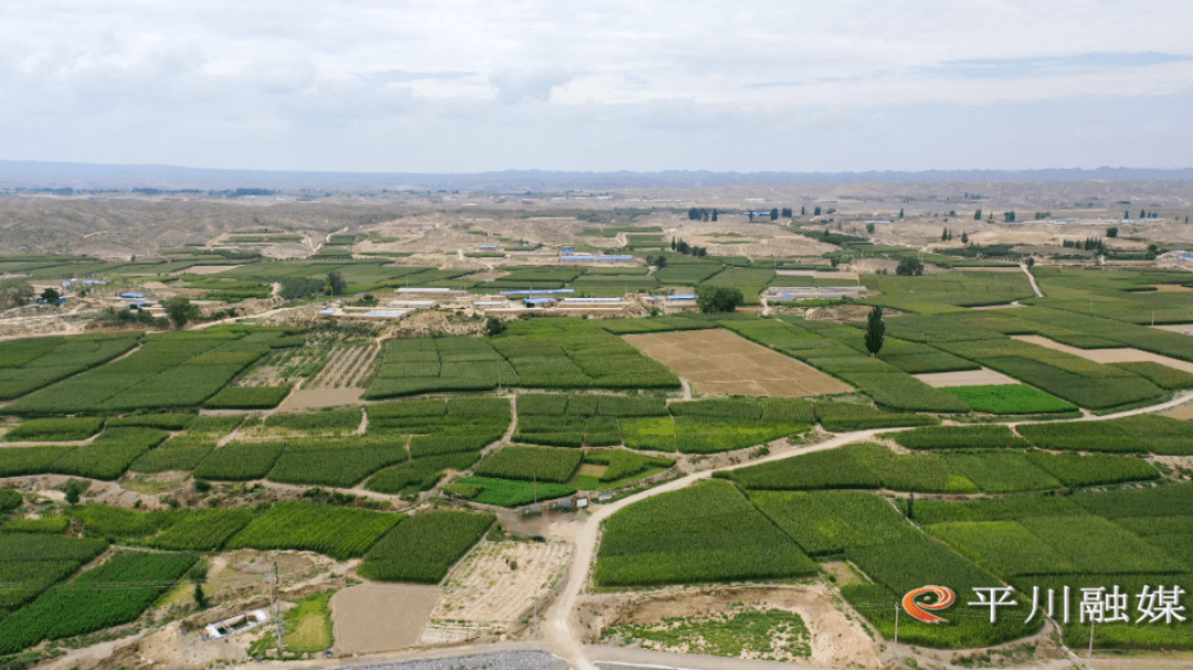 【乡村振兴】平川区共和镇:农业主体连成链 种养融合促振兴_发展_养殖