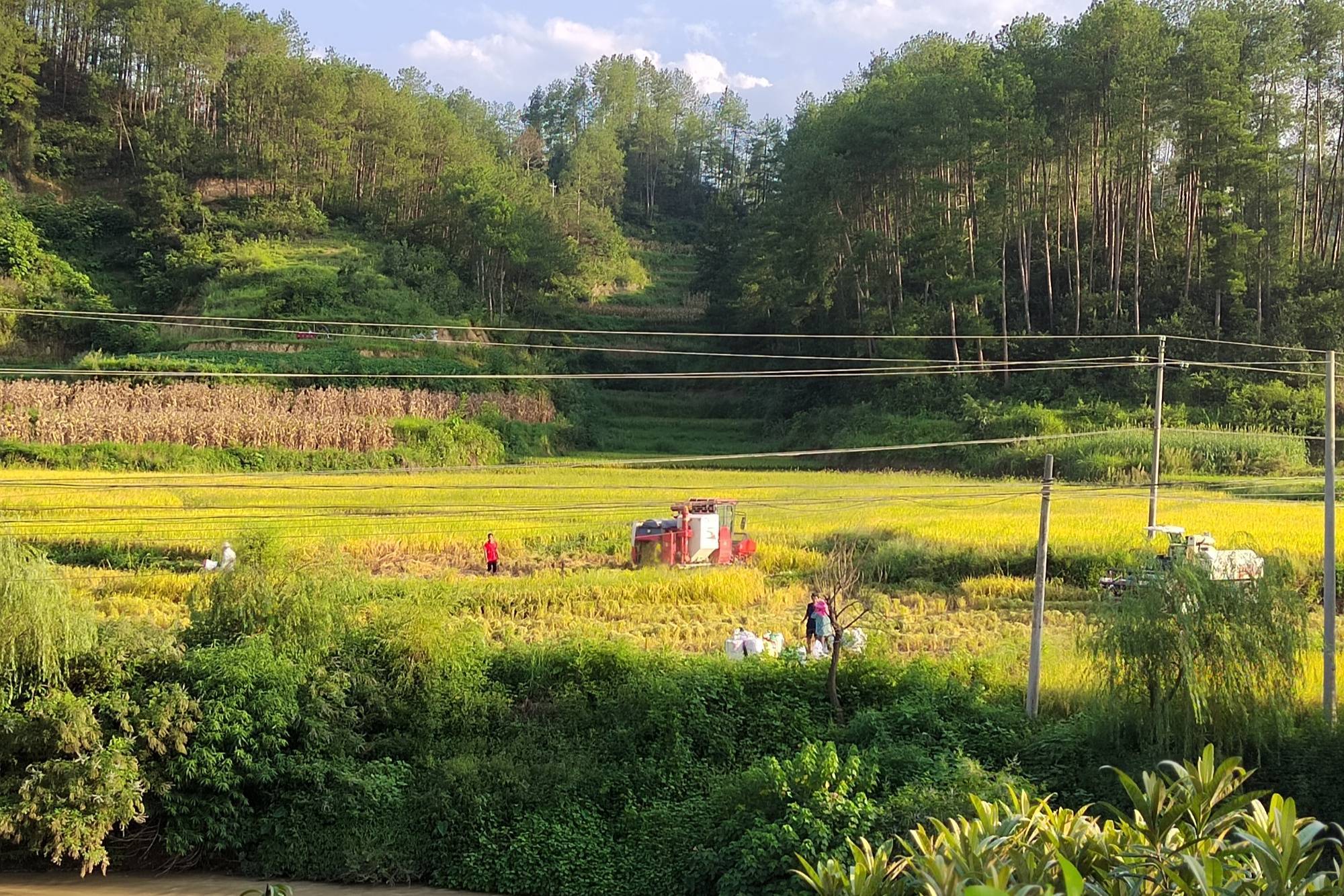 金黄的稻田(凤冈县王寨镇人民政府供图)收割机在稻田里来回穿梭,奔走