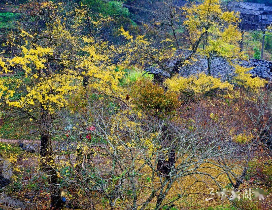 "风展红旗·如画三明"摄影旅游线路⑩:朱子故里 闽心尤溪_景区_梯田