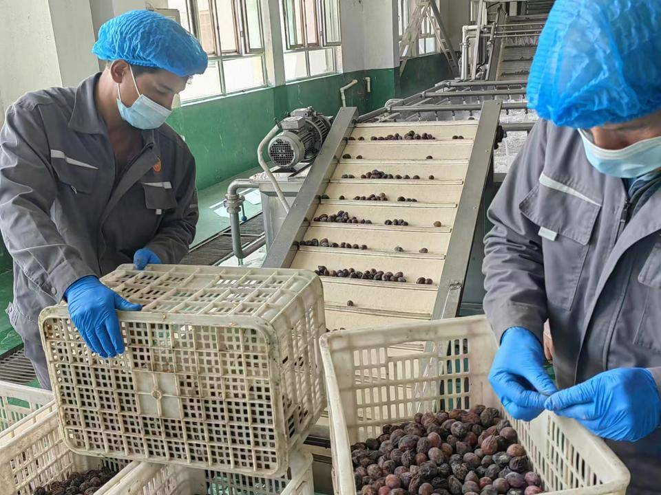 沿着河湖看新疆|在新疆,见证一颗西梅的力量