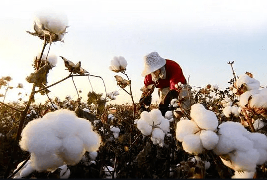 江棉 来自搜狐网