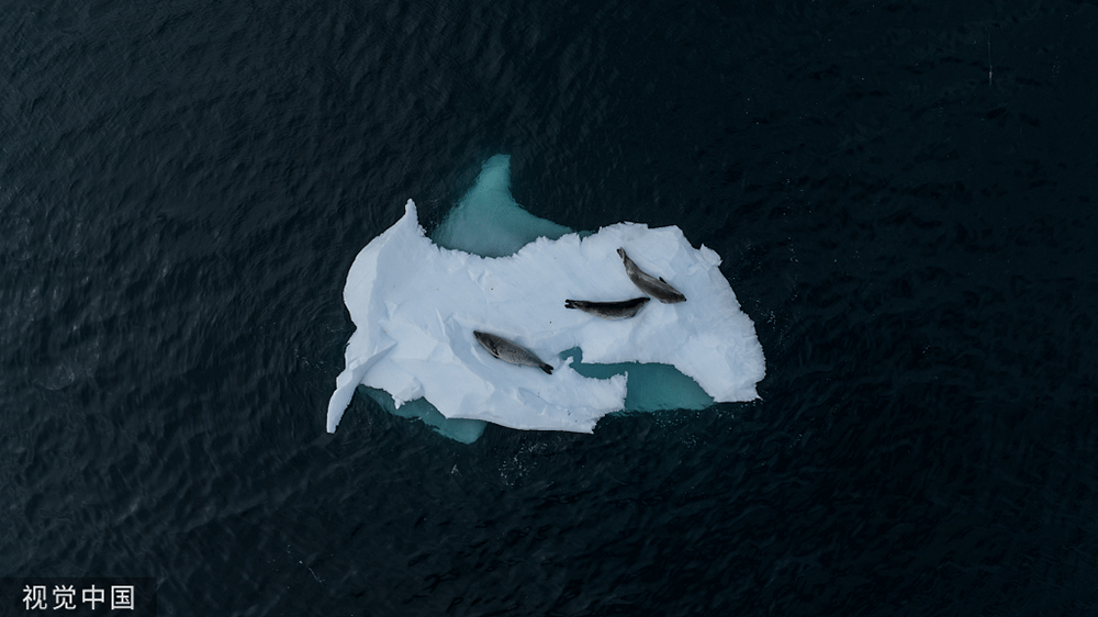 “南极”研究：南极出现极地放大效应，当地气候变暖速度远快于预测
