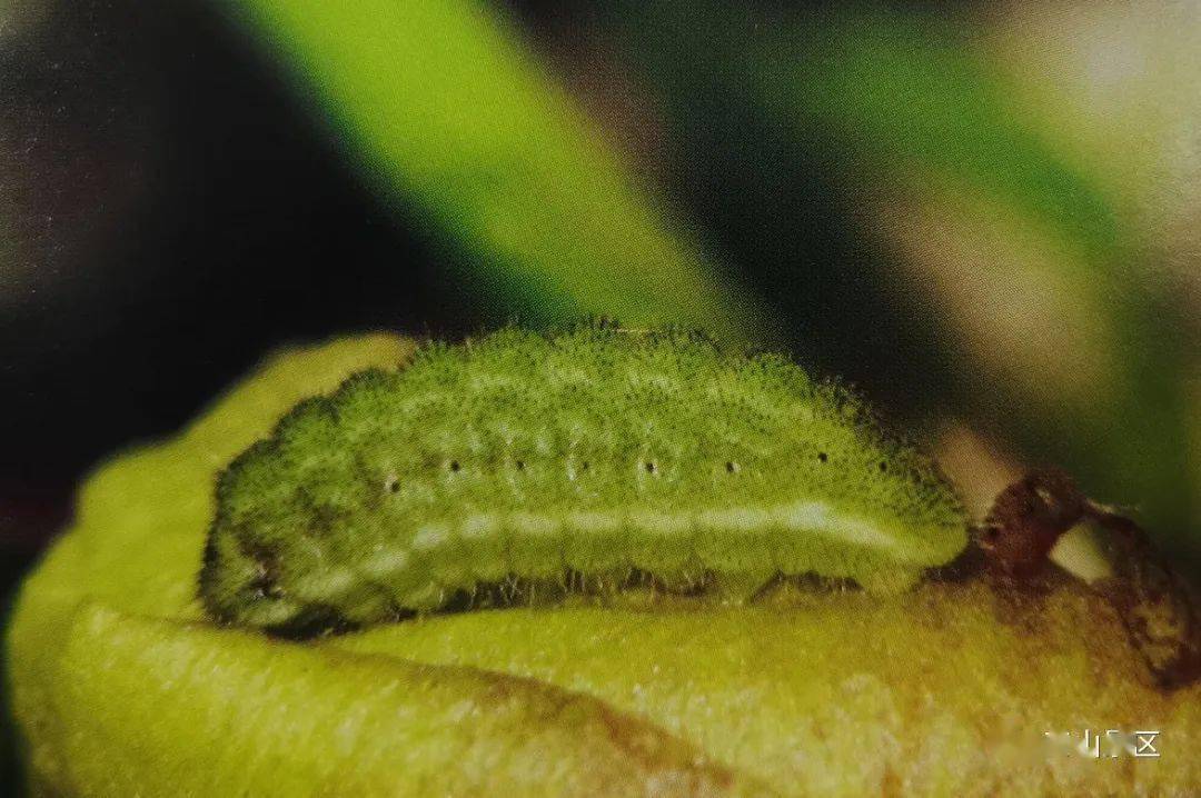 【泰山昆虫科普】——亮灰蝶_外缘_紫褐色_幼虫