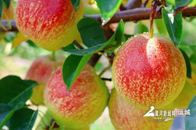 各县动态 | 盐湖:龙居红香酥梨怎一个美字了得_运城市_多汁_农村