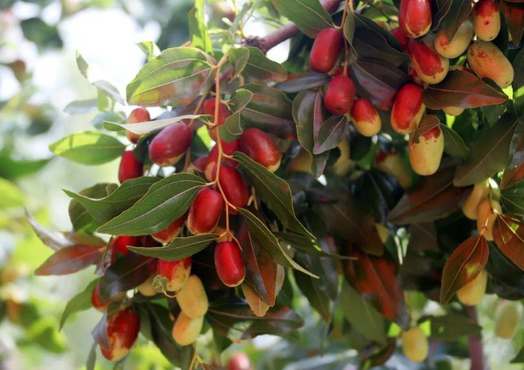 67枣红声名远 孙家湾大枣被央视关注_辽宁_东北_农业