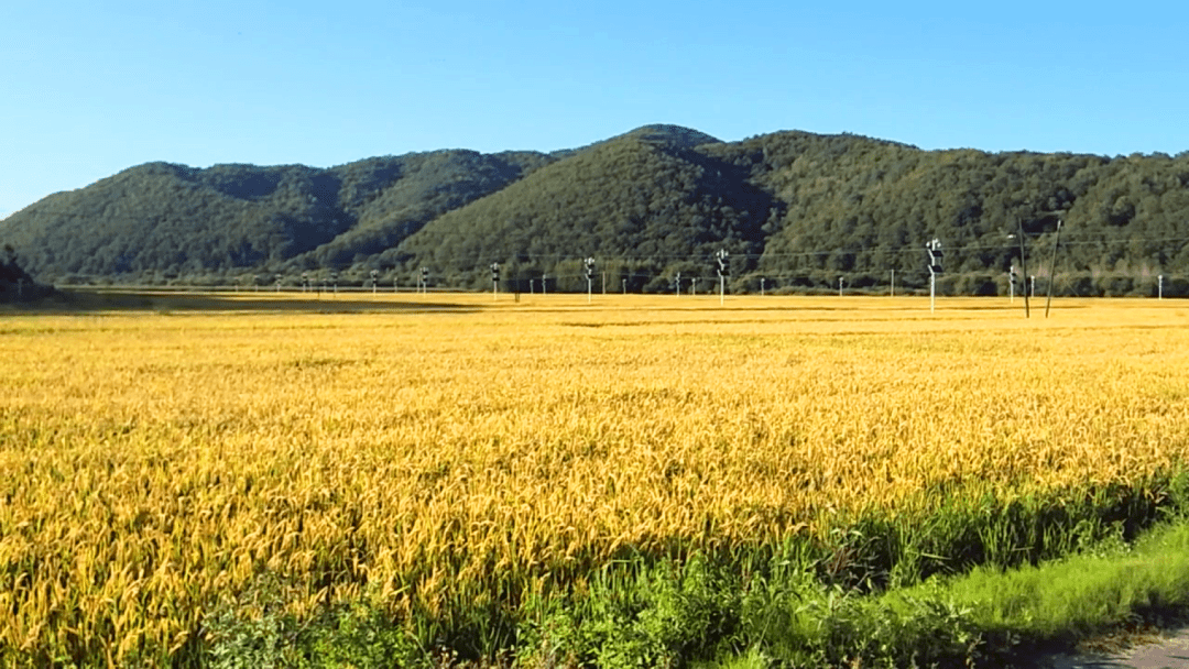 延边有机稻田 等你打卡签单!_明月镇_水稻_种植