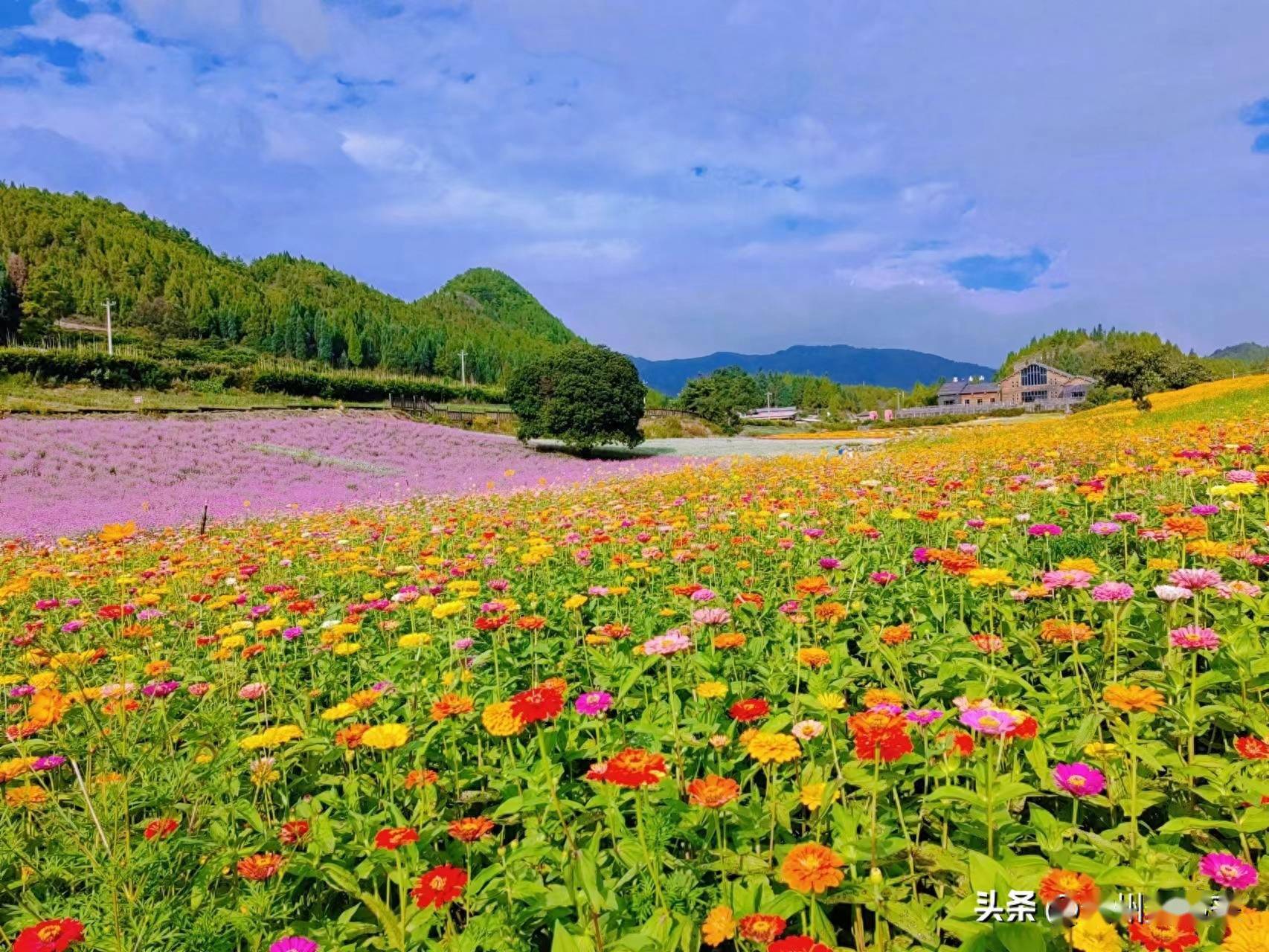 麻江菊花园正式开园迎客_种植_融合_游客