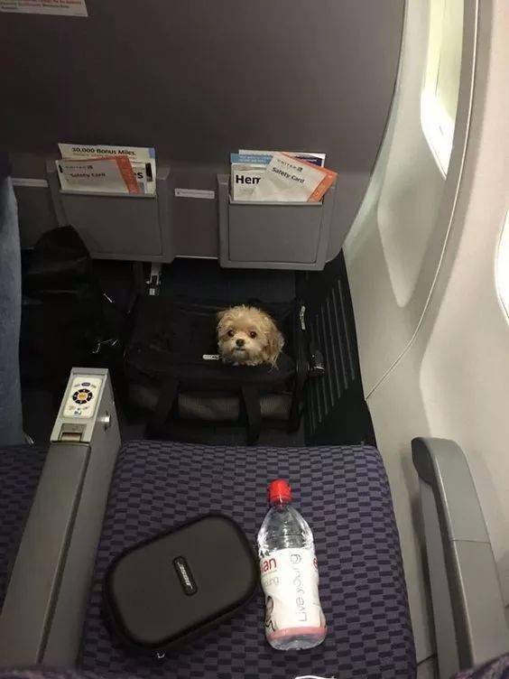 坐飞机正无聊着…旁边突然伸过来一个狗头