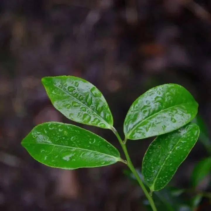 单从茶名录|鸭屎香_香气_茶树_银花