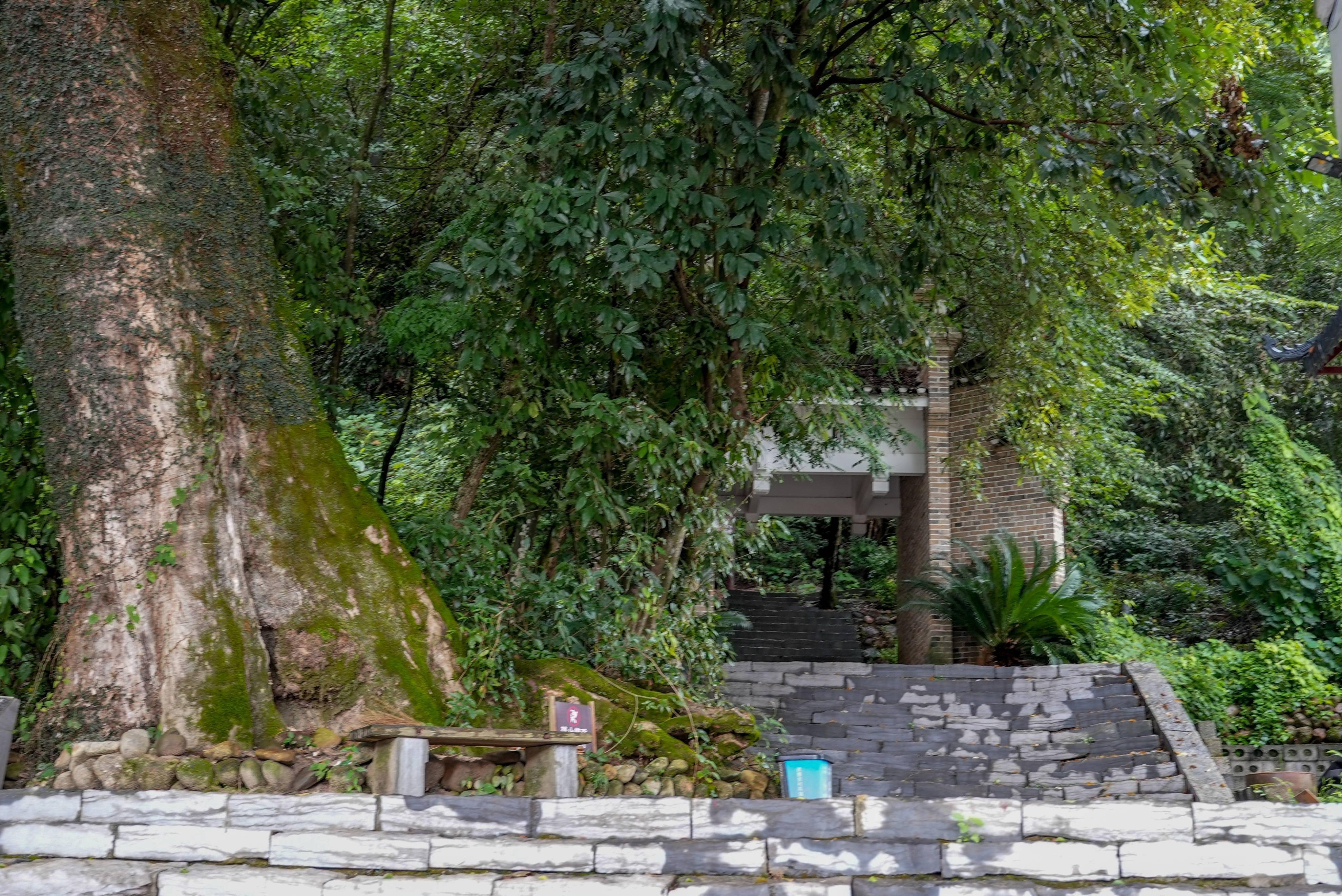 黄山区汤口镇山岔村图片