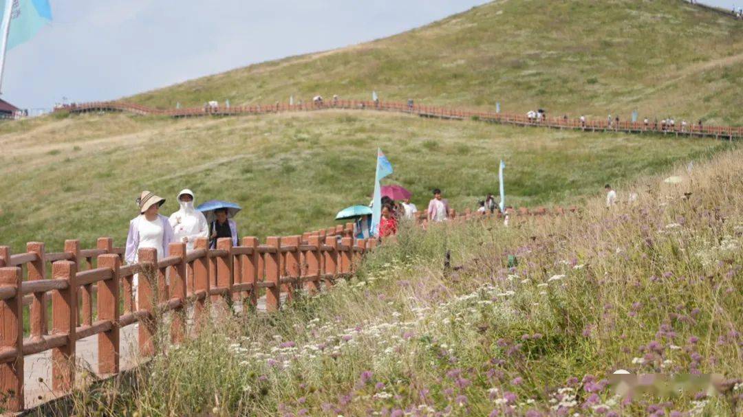 據貴州省阿西里西旅遊公司黨委副書記萬星介紹景區韭菜花花期預計將到