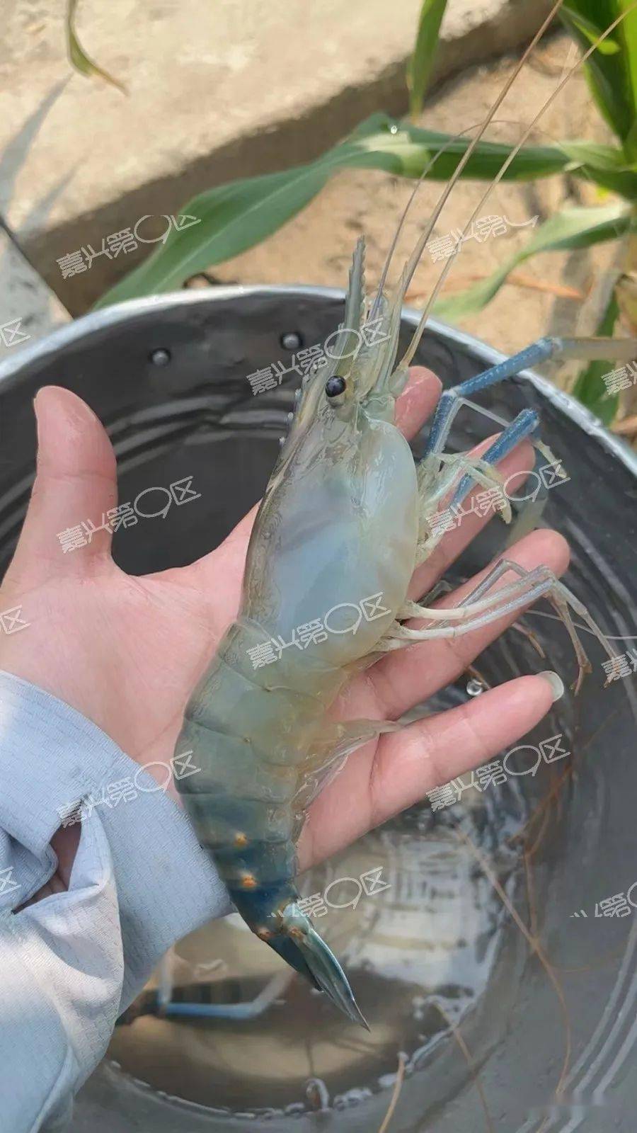 嘉兴王江泾有个荡全是巨大的"太湖1号虾"?