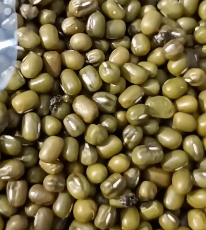 西安某超市里售卖的绿豆密密麻麻的都是黑点!