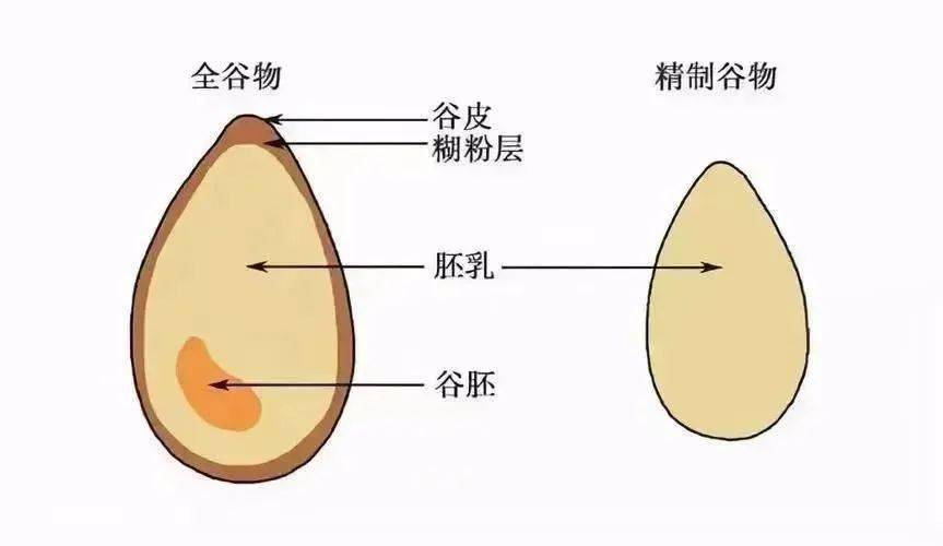 纤维素_膳食_血糖