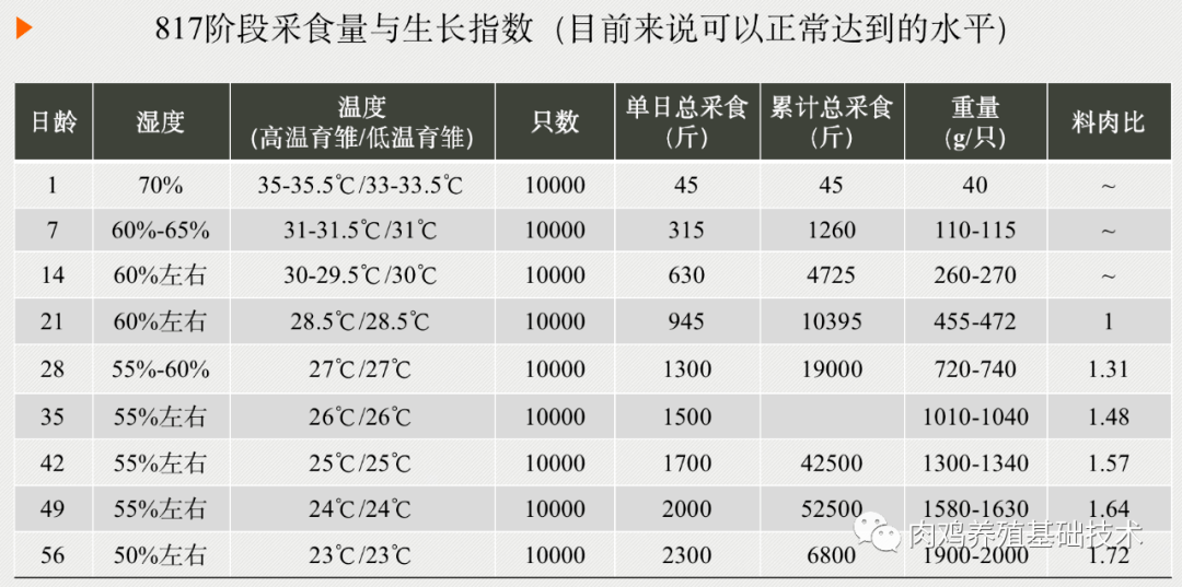 817肉鸡各日龄温度表图片