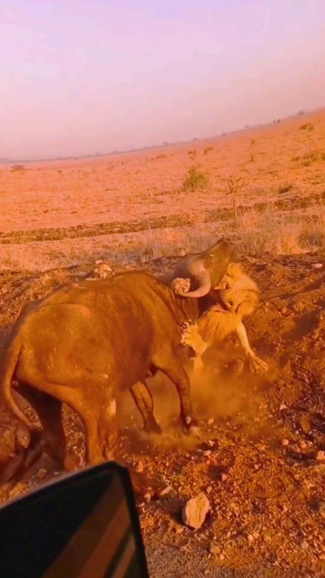 院长还是放不倒牛老二动物世界 狮子 牛 野生动物 弱肉强食