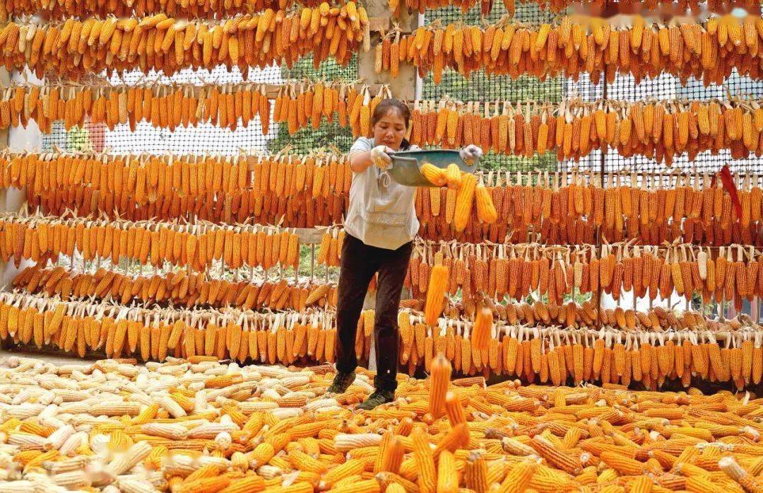 贵州纳雍:玉米丰收农民乐_陈银连_种植_新房