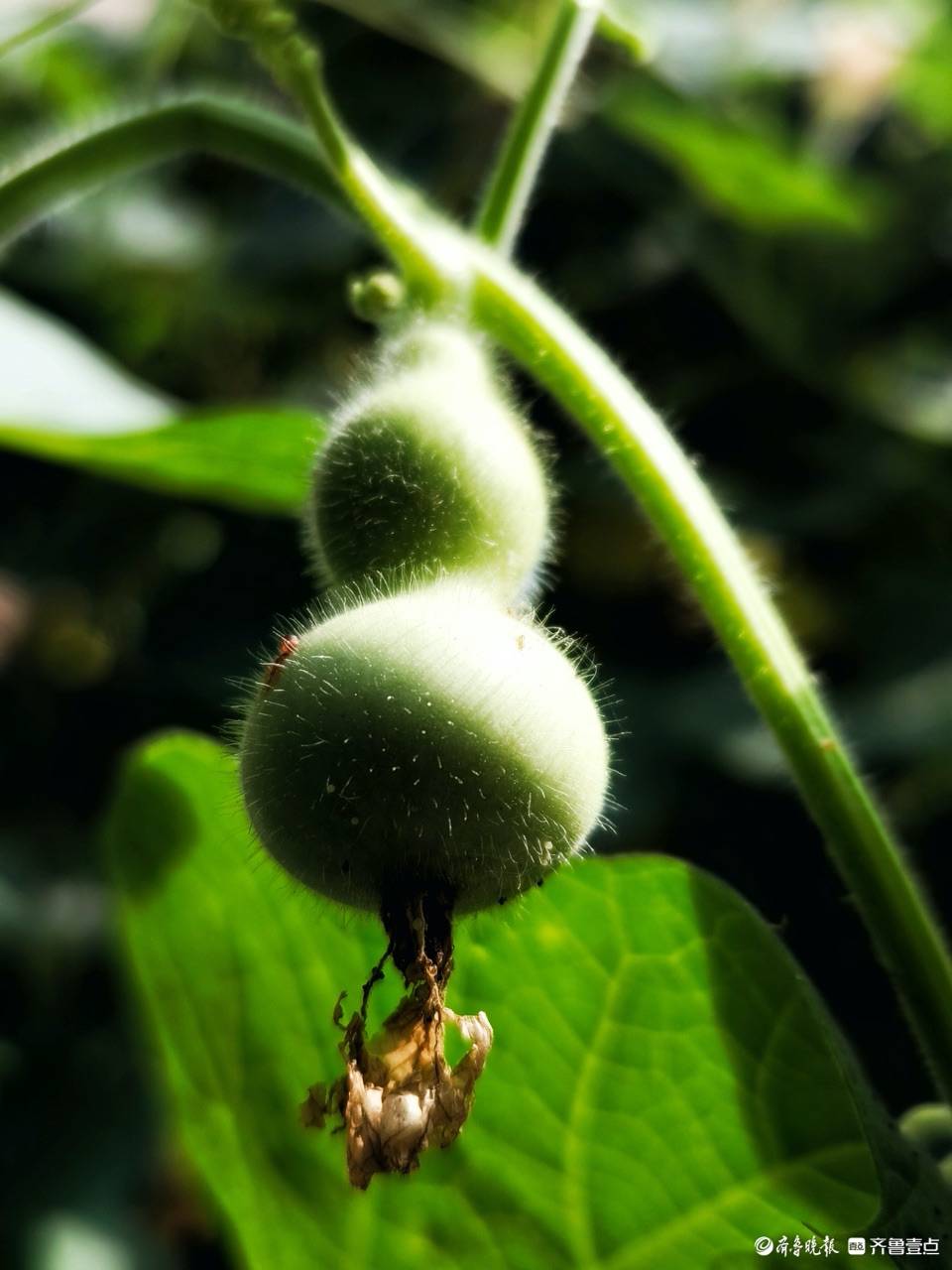 形状可爱的亚葫芦,毛茸茸惹人爱