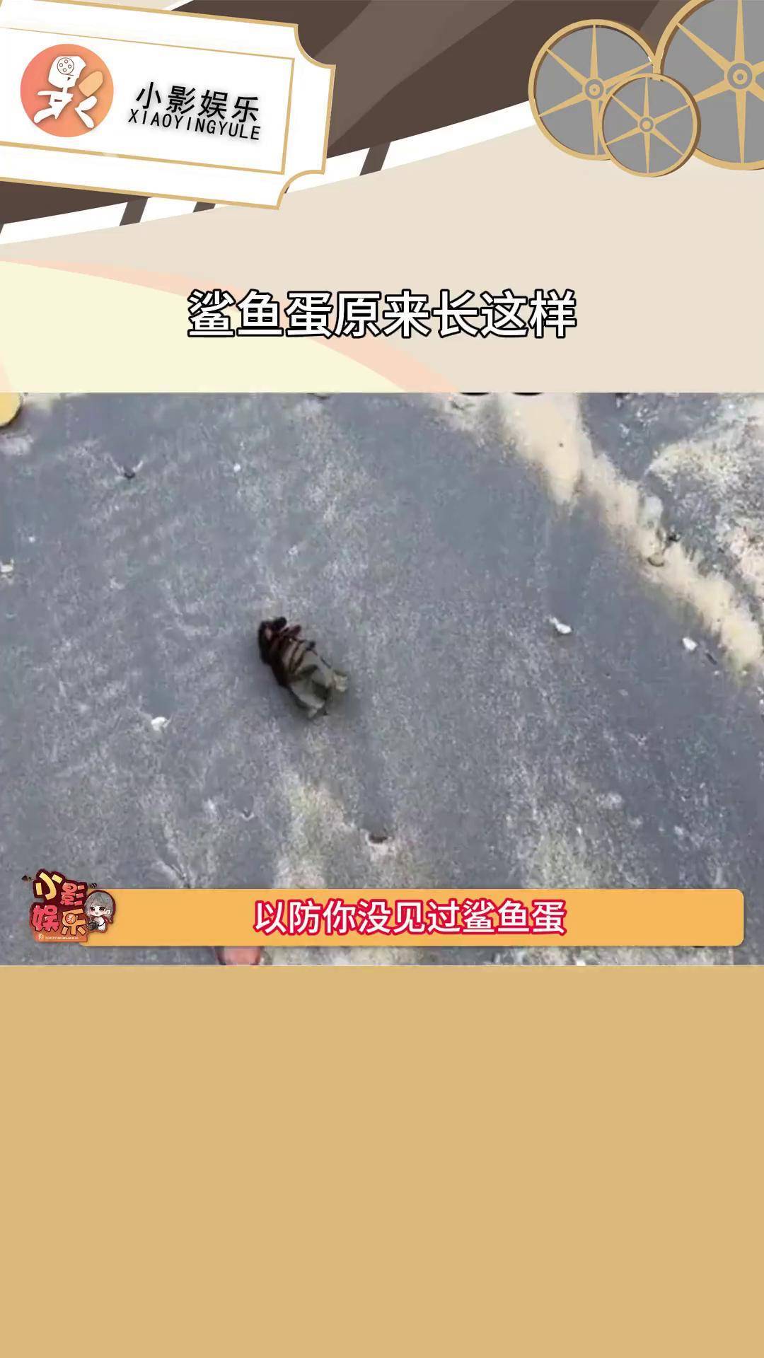 鲨鱼蛋原来长这样,都来长见识