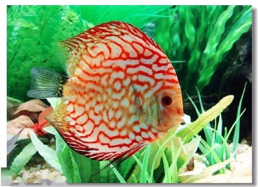 小草缸养神仙鱼_缸神仙小草养鱼好吗_水草缸养神仙鱼