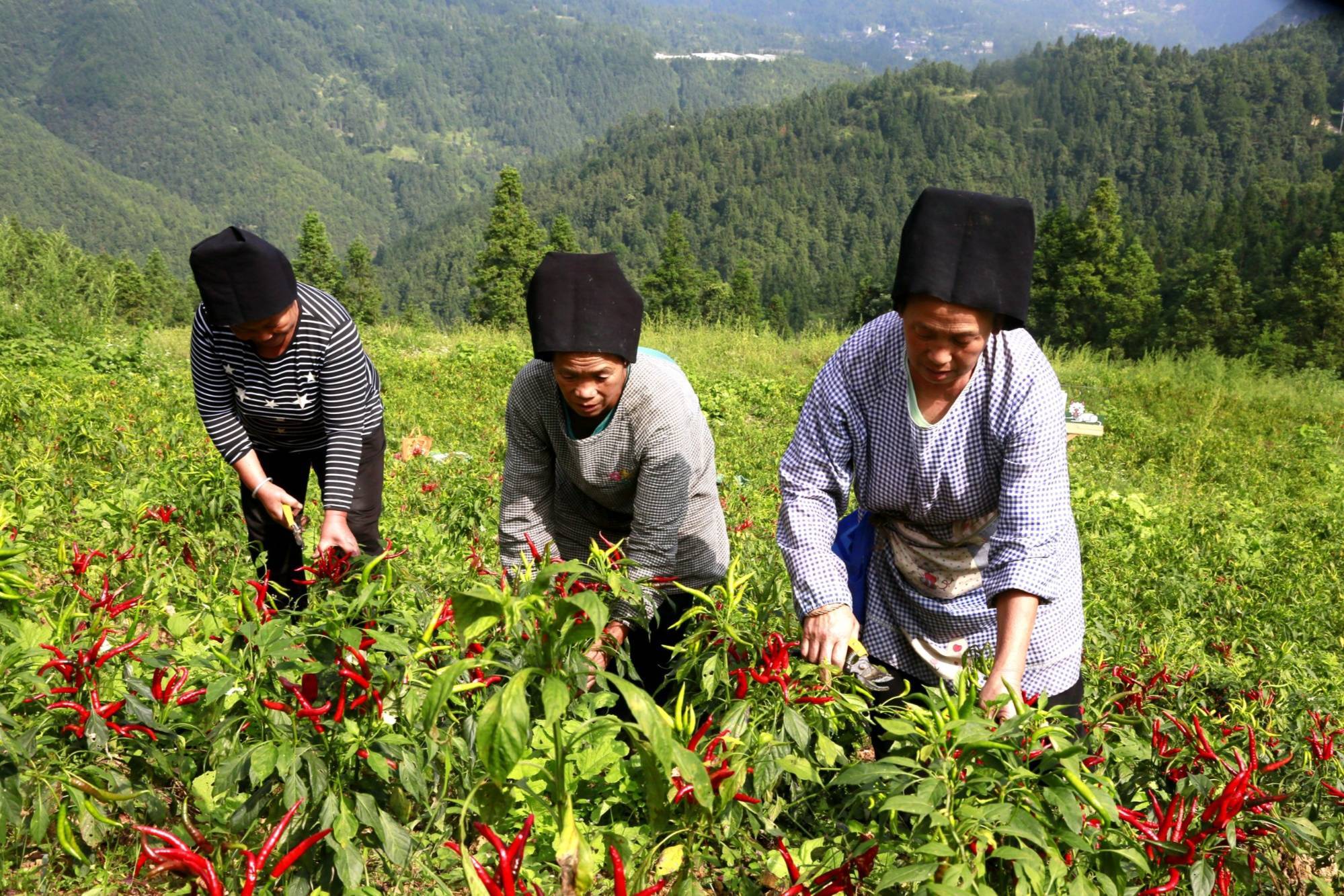 贵州台江:朝天椒丰收 映红致富路_种植_发展_农户