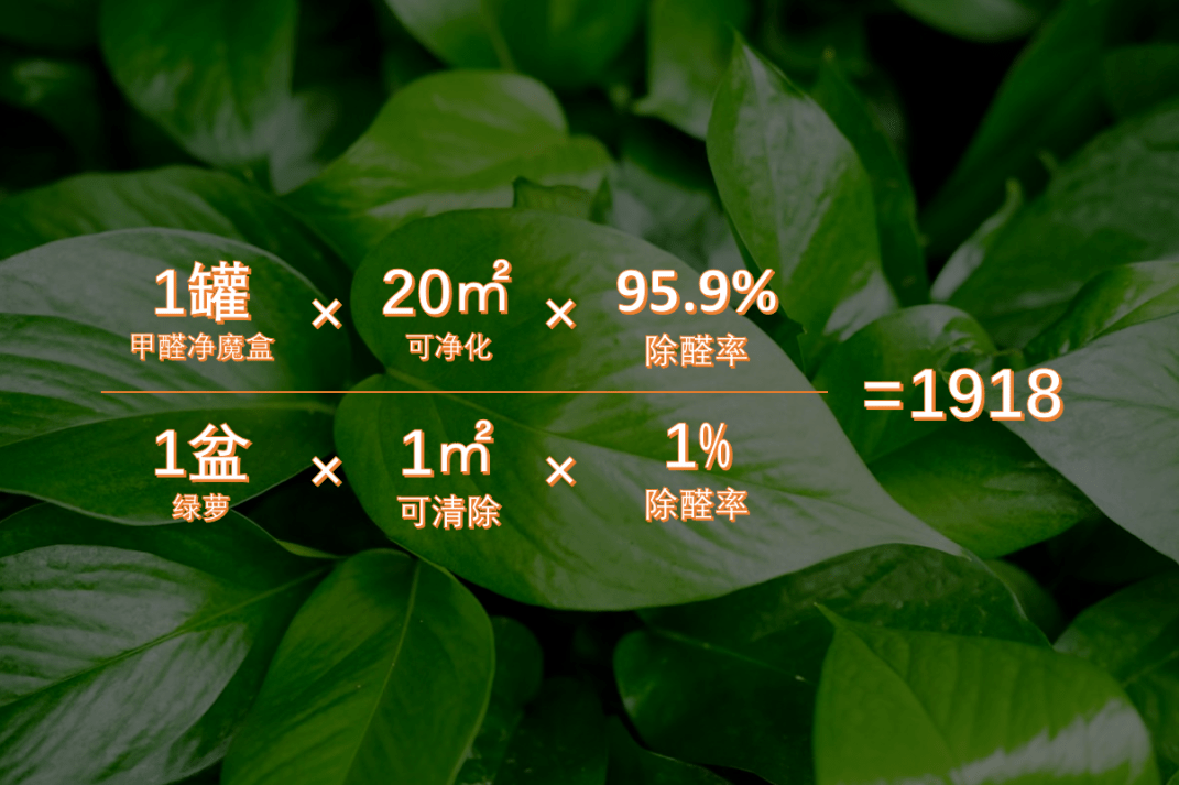 24小時就可以淨化掉95.9%的甲醛,1罐相當於1918盆綠蘿的淨化率.