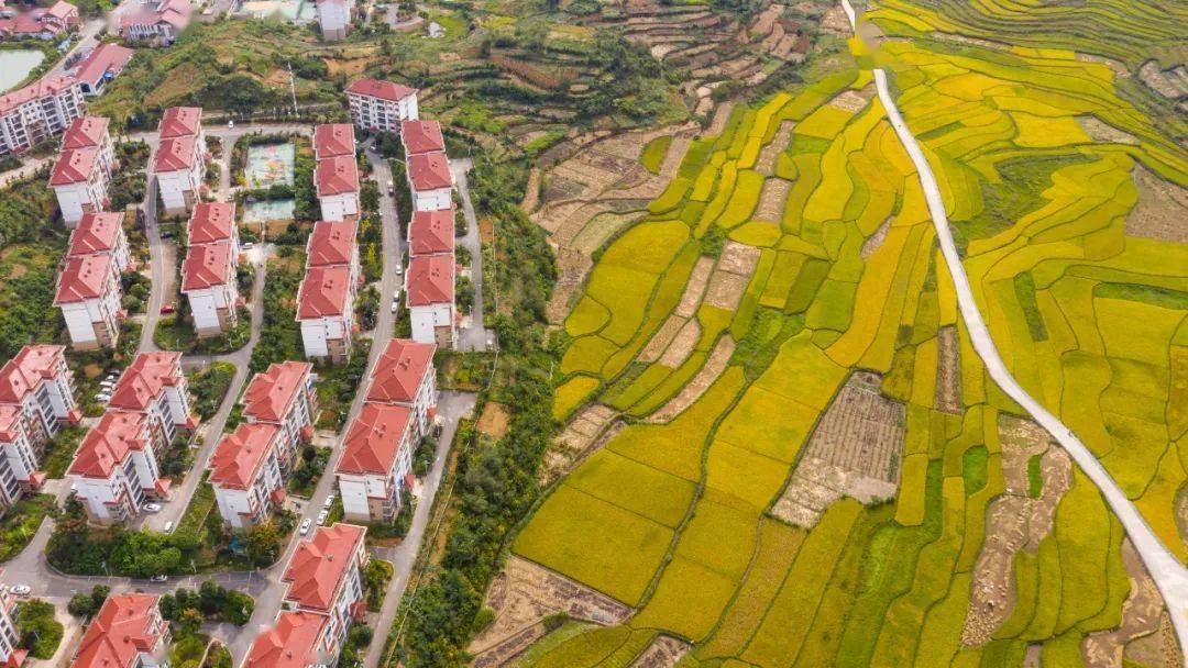 瞰秋收 话丰年丨贵安高峰狗场村金色梯田美如油画_稻田_画卷_乡村