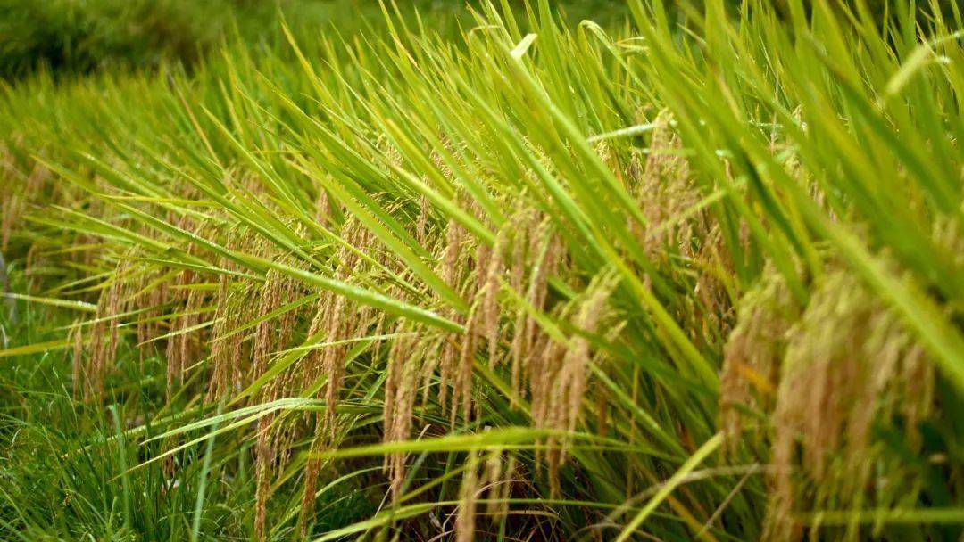 【新时代 新征程 新伟业】台江县老屯乡:"稻 "开辟致富新"稻"路_水稻