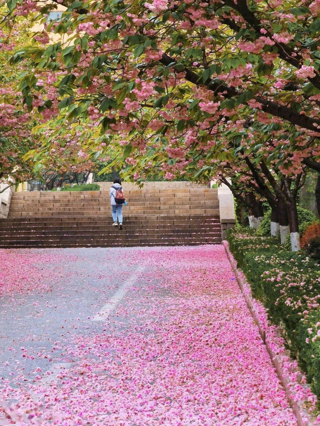 4月份来青岛看樱花吧!