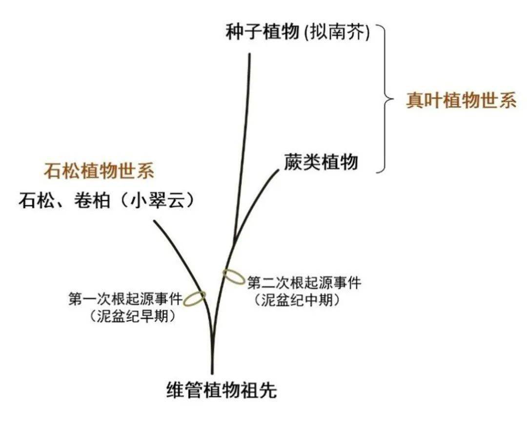 徐麟研究组揭示植物根分生组织的分子进化历程_skeuanta_器官_世系