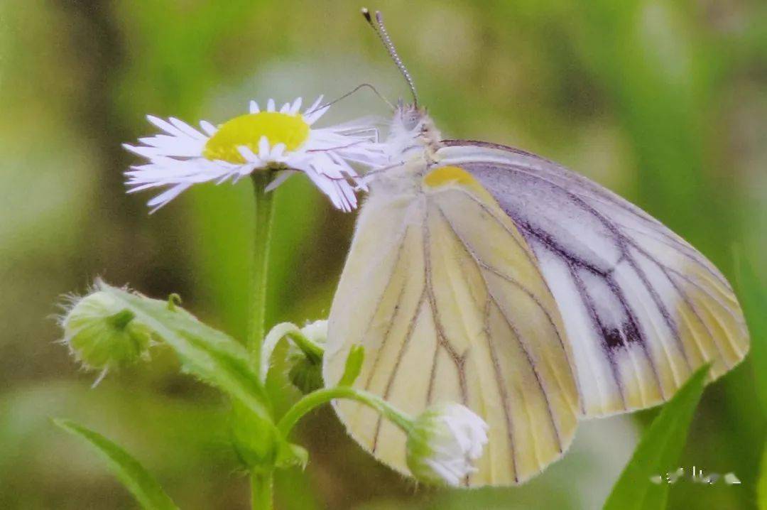 【泰山昆虫科普】——华东黑纹粉蝶_黑色_夏型_白色