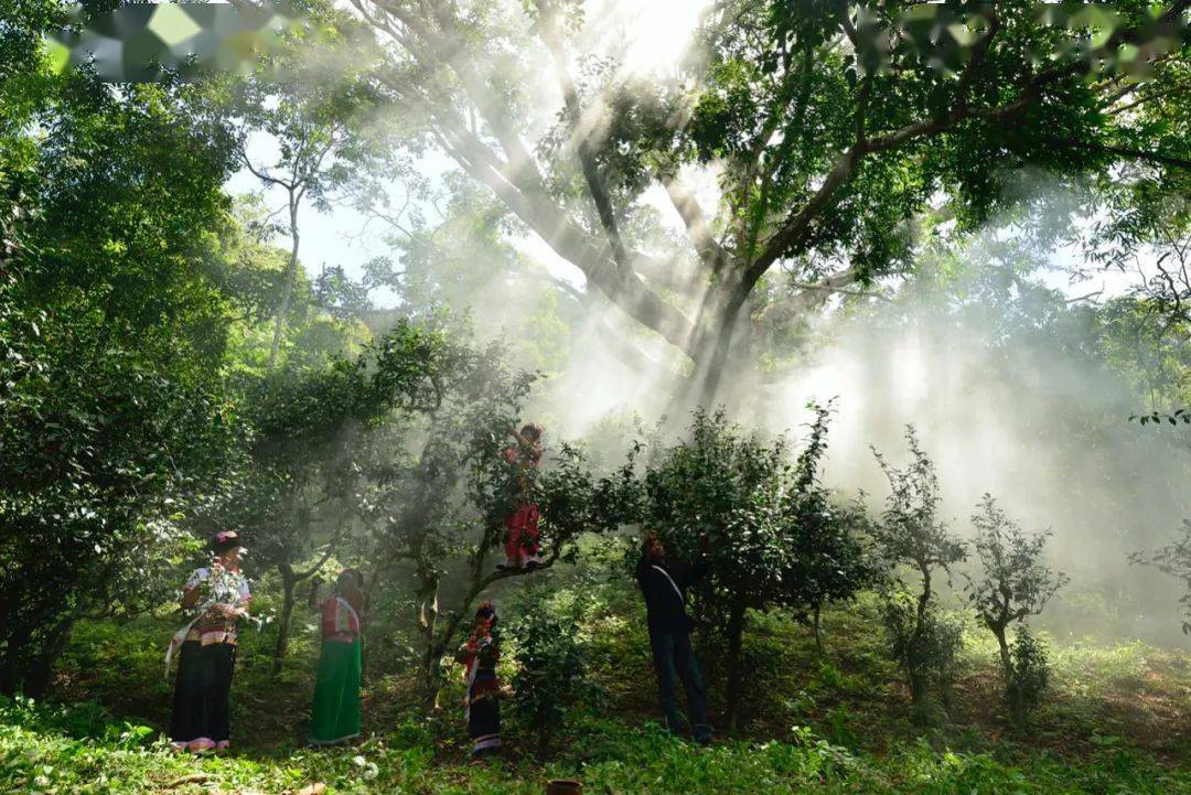 北京大学世界遗产研究中心主任陈耀华