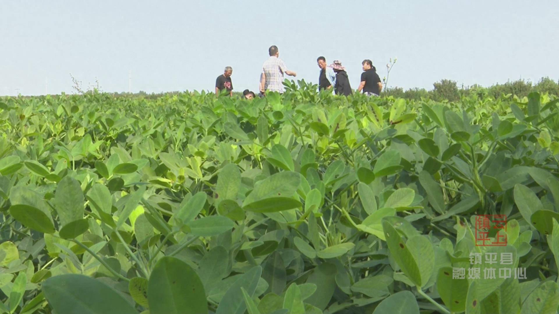 6斤!镇平县优质花生品种亩产创历史新高_种植_益花_产量