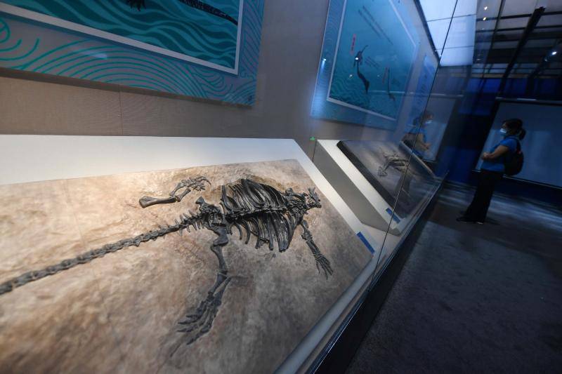 50件"鱼龙化石标本"在国家自然博物馆展出_展览_贵州_变迁