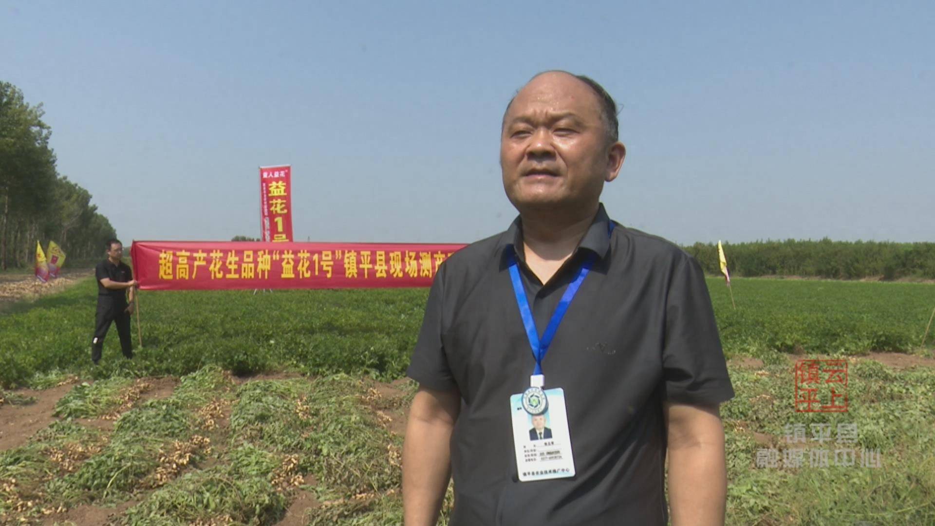 6斤!镇平县优质花生品种亩产创历史新高_种植_益花_产量