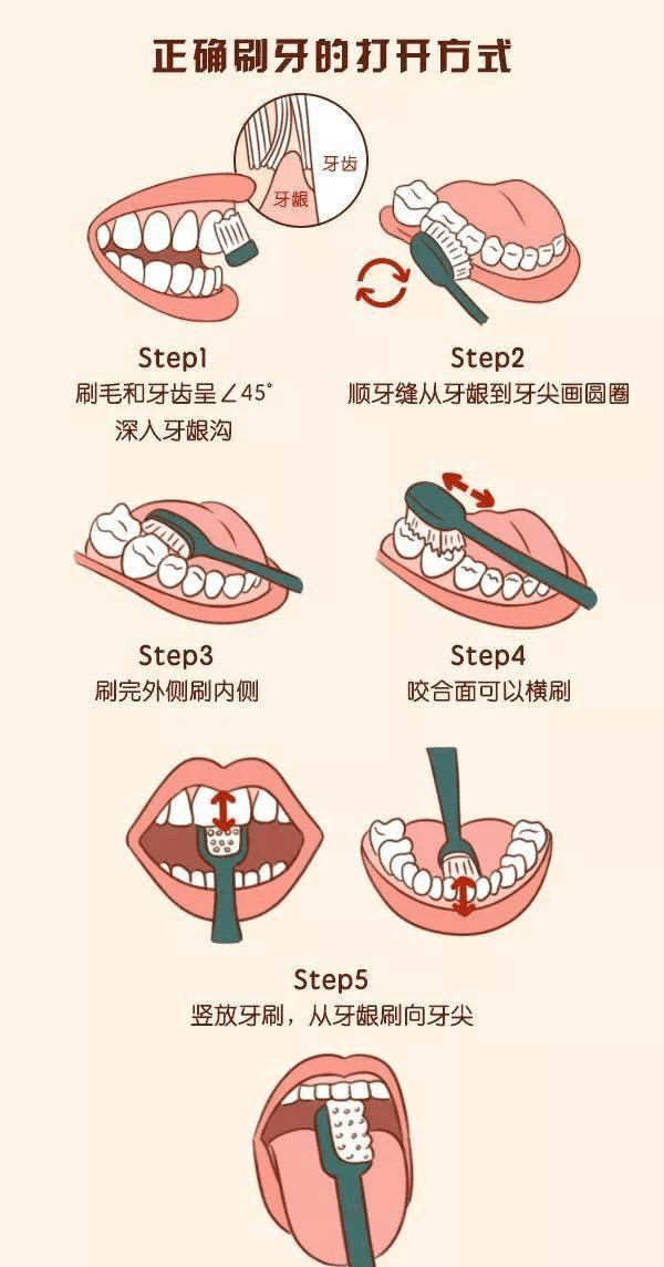 牙齿的结构