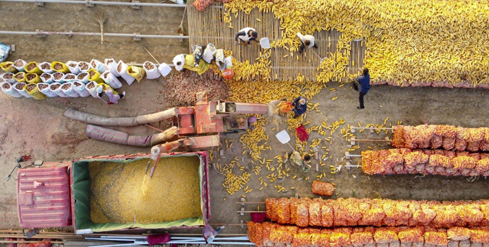 作为农业大市,菏泽先后培育菏麦系列品种30多个,玉米新品种8个,大豆新