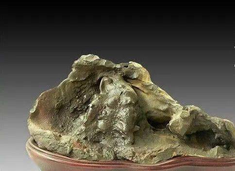 识百草 | 石胆_治疗_功效_症状